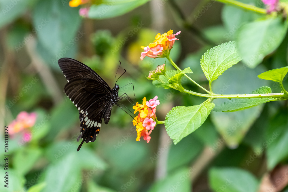 Common Mormon (female) (Papilio polytes) eating on plant Common Mormon (female) (Papilio polytes) eating on plant