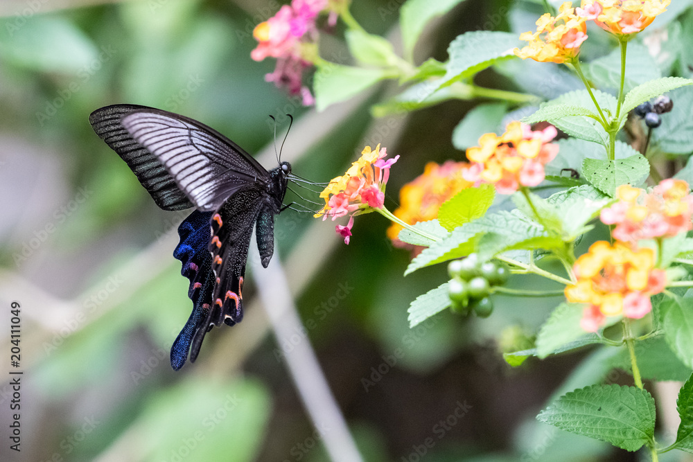 Chinese Peacock (Papilio bianor) eating on plant Chinese Peacock (Papilio bianor) eating on plant