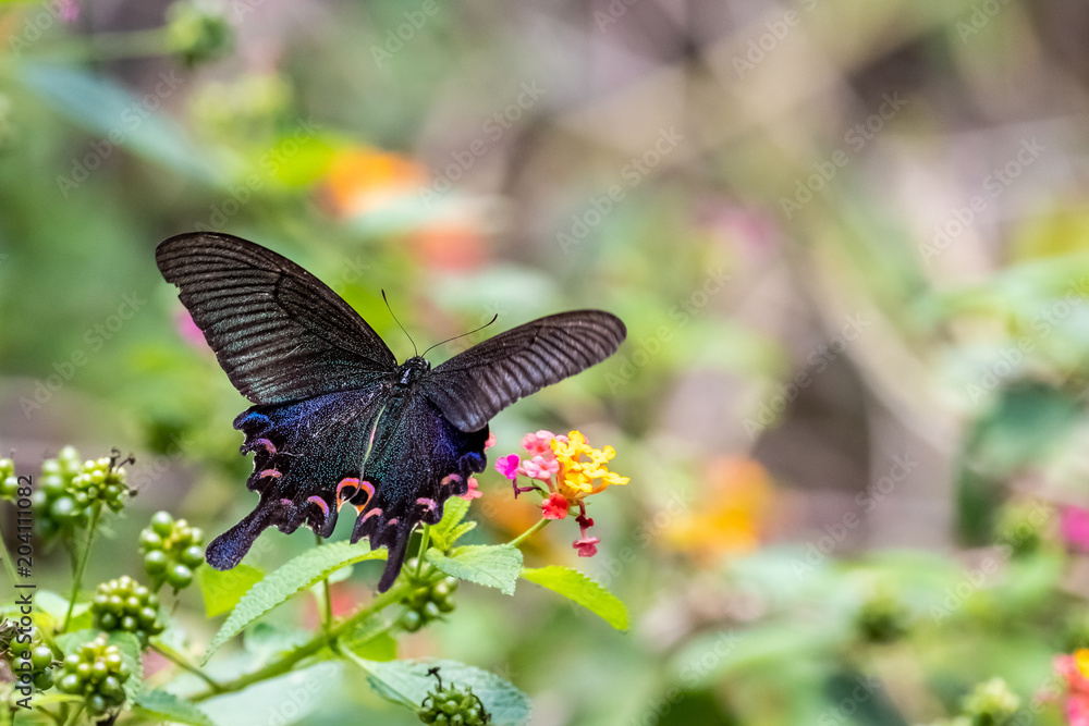 Obraz premium Chinese Peacock (Papilio bianor) eating on plant