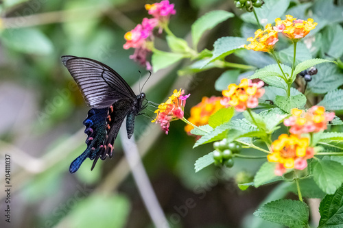 Chinese Peacock (Papilio bianor) eating on plant
