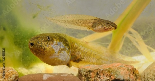 Frog Common Spadefoot - Pelobates fuscus photo