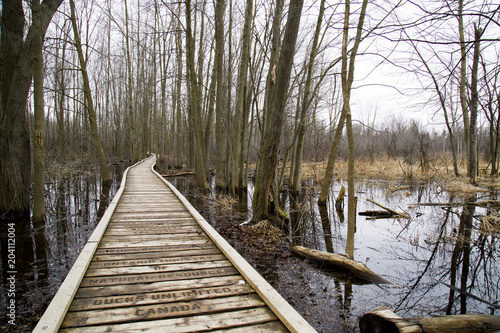 Boardwalk, woodland path, walk in the woods, forest, swamp © Yulia