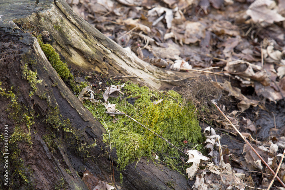 Moss, tree stump, tree, green moss, lichen, snow, spring, swamp, reflection Moss, tree stump, tree, green moss, lichen, snow, spring, swamp, reflection