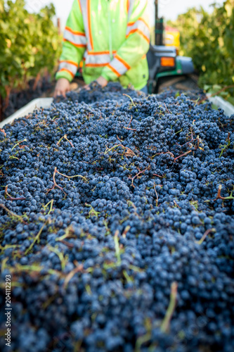 Cabernet Harvest