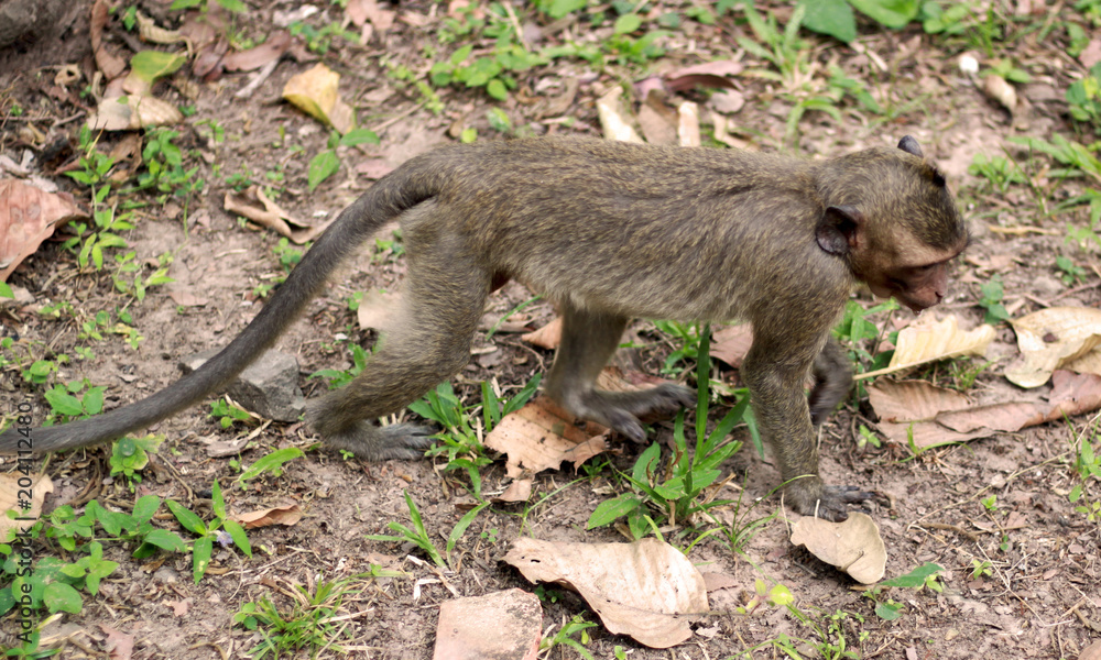 Monkey in Angkor Area, Siem Reap, Cambodia, Asia. Playful animal in natural environment. Monkey in Angkor Area, Siem Reap, Cambodia, Asia. Playful animal in natural environment.