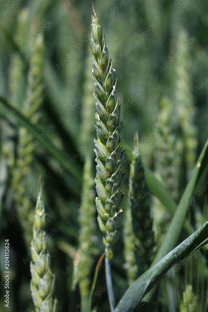 Green field of sprouting wheat 