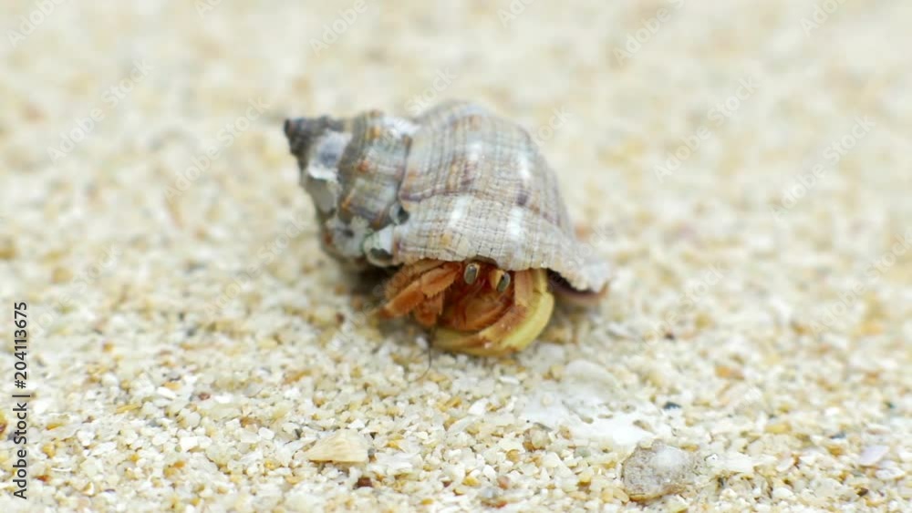 Closeup view of a beautiful hermit crab in spiral shell, video with panning camera motion Closeup view of a beautiful hermit crab in spiral shell, video with panning camera motion