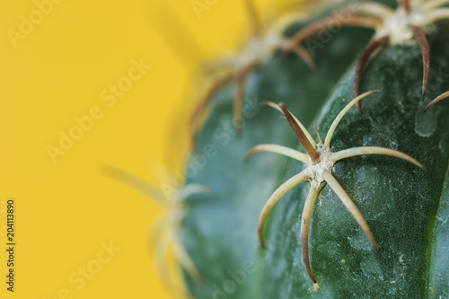 Cactus with yellow backgrounds, Summer creative concept, Minimal style.