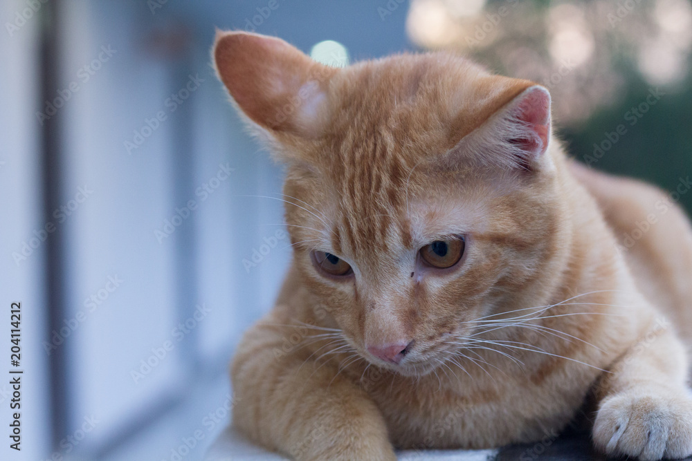 beautiful siam cat sit on steel wall. yellow Thai cat lying on ground. beautiful siam cat sit on steel wall. yellow Thai cat lying on ground.