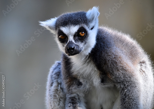 lemur © alberto