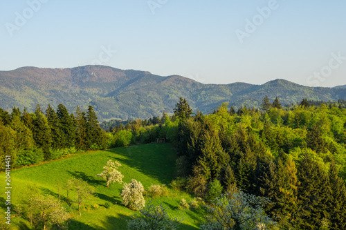 Germany, Silence on green tree covered mountains of black forest nature landscape at dawn