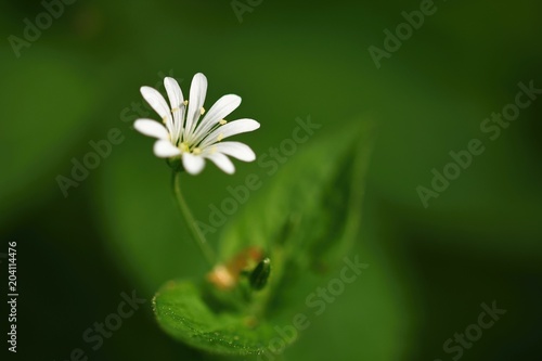 Beautiful little spring white flower. Natural colored blurred background with forest.(Stellaria nemorum) photo