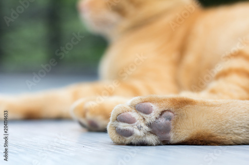 Paws cat close-up