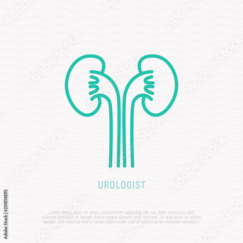 Kidney thin line icon, symbol of urologist. Modern vector illustration.