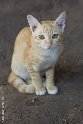 Young cats beautiful color, sit on ground. Thai cat yellor color waiting food. © rusticfoto
