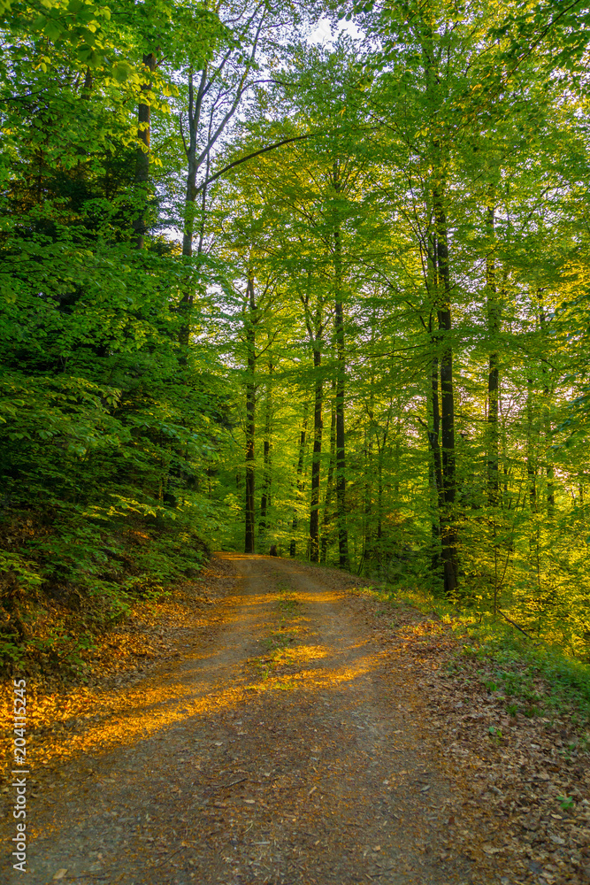 Fototapeta premium Germany, Forest path curve in warm sunset light in springtime with green trees