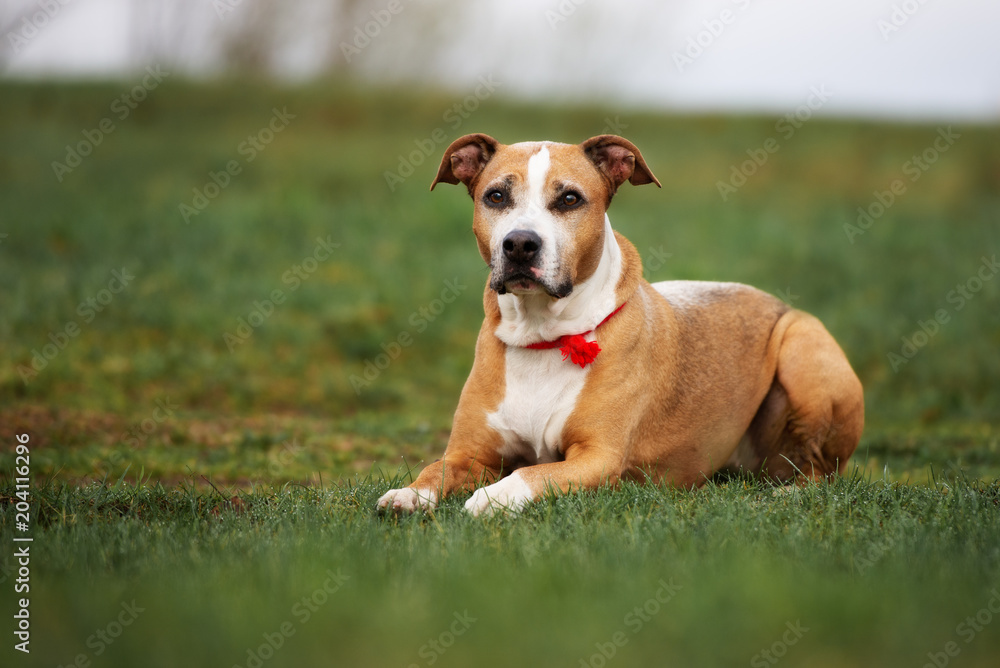 american pit bull terrier dog lying down on grass american pit bull terrier dog lying down on grass