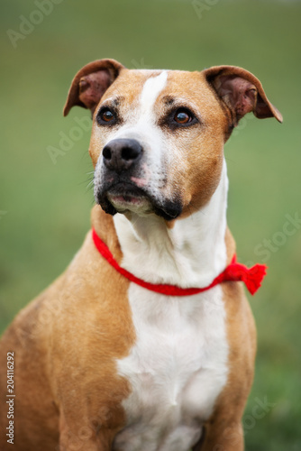 american pit bull terrier dog portrait © otsphoto