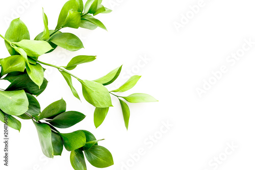 Summer background. Young sprig with green foliage on white top view space for text