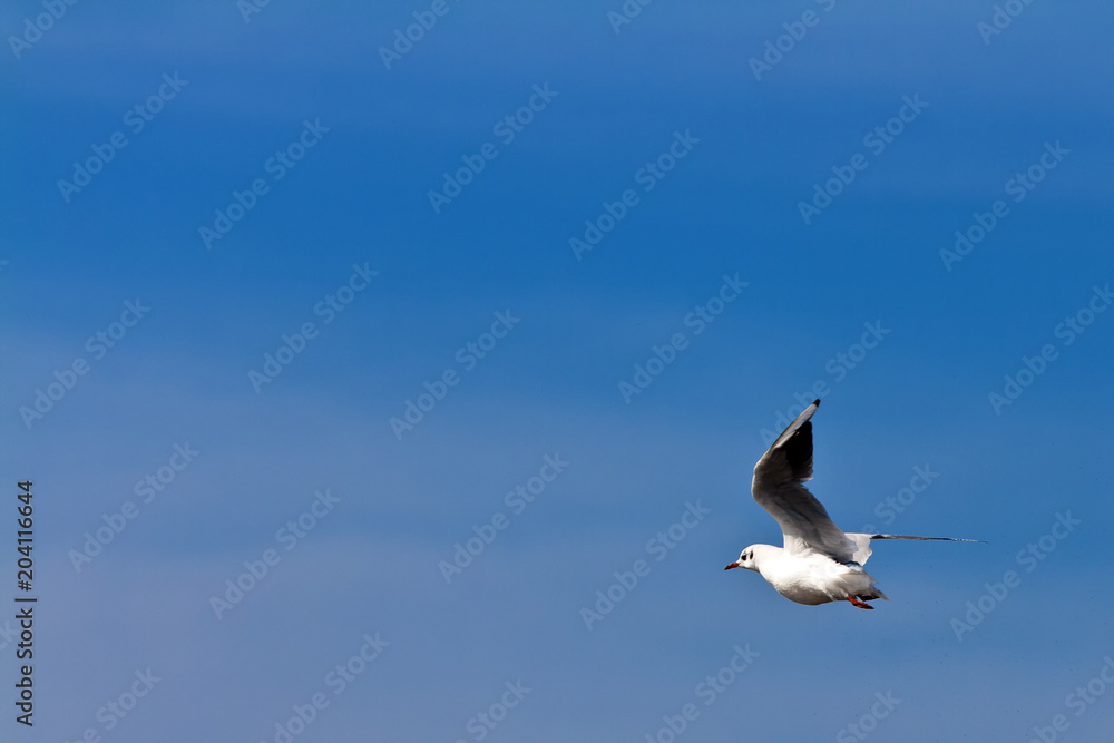 a flying seagull