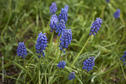 muscari armeniacum