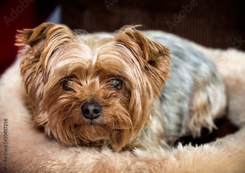 Close up cute yorkshire terrier looking into the camera