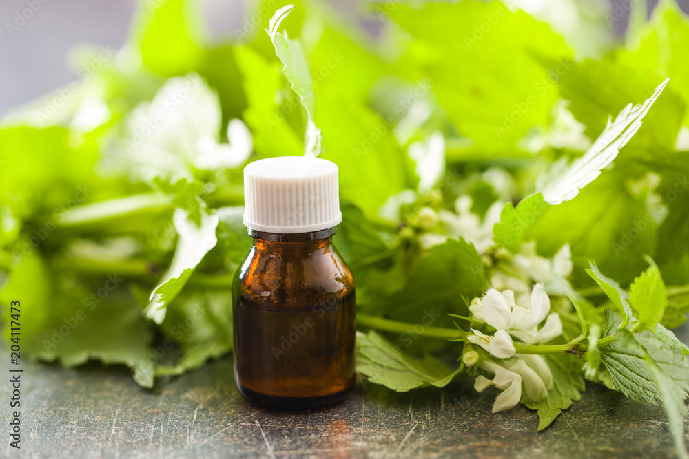 White dead nettle with aroma oil on old table. White dead nettle with aroma oil on old table.