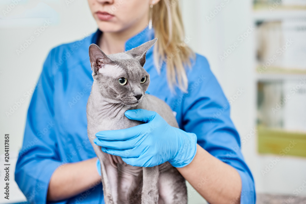Female veterinarian doctor with canadian sphynx on vet examination