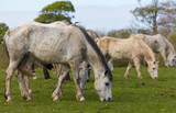Connemara Ponys grazing in a grass spring meadow in rural county Galway, Ireland