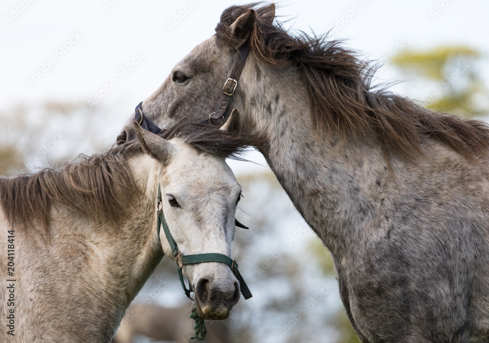 Two Connemara Ponys in rural county Galway, Ireland Two Connemara Ponys in rural county Galway, Ireland