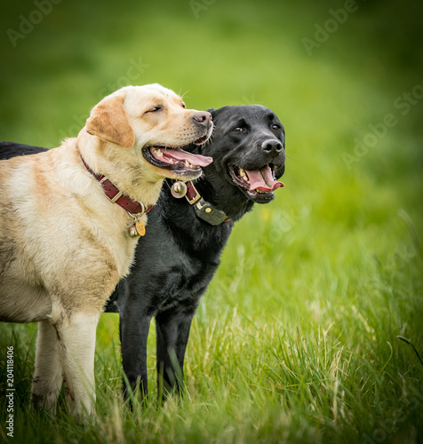Fototapeta Naklejka Na Ścianę i Meble -  The two Labradors