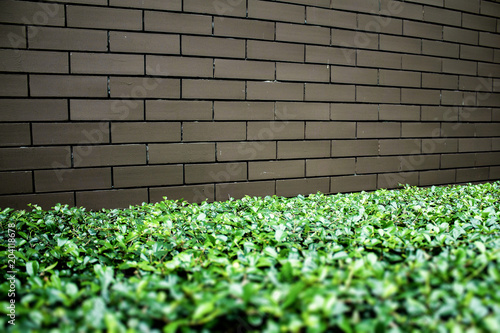 Template background of urban decay wall with trimmed green hedge.