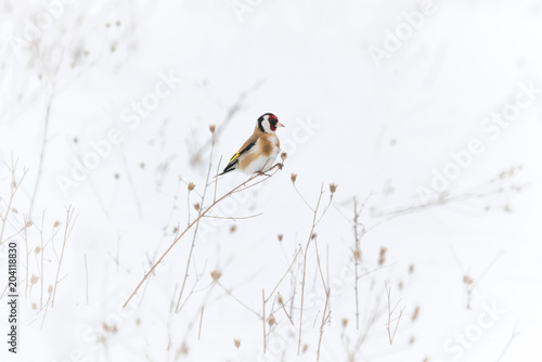 European goldfinch in search of seeds in an open field covered by snow. There was a lot of dry grass from where it can choose.