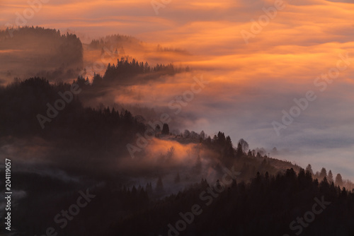 A beautiful sea of clouds over the forest  everything was gold in the color of the sunrise  you can barely see the trees through the clouds