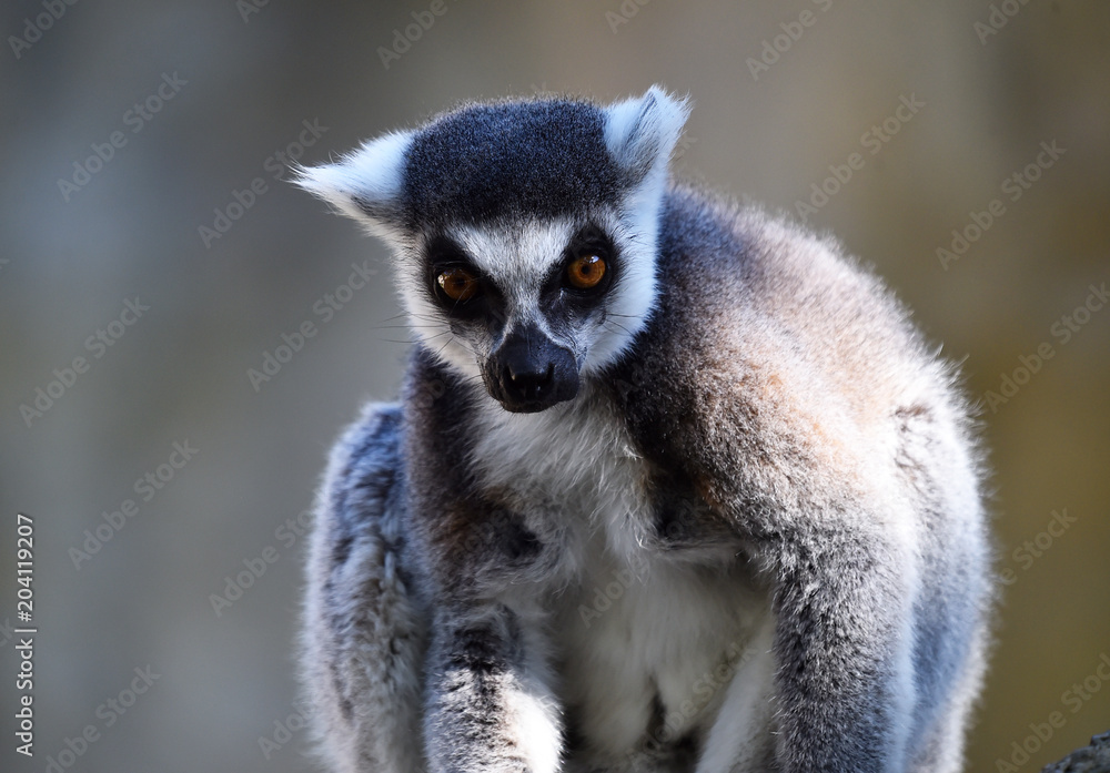 lemur