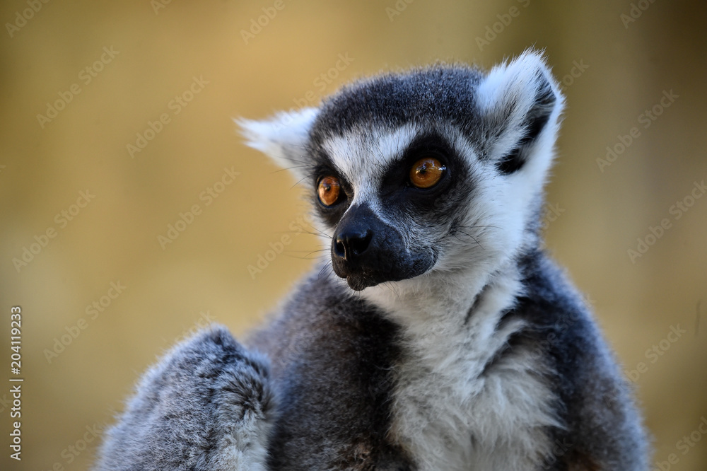 Obraz premium lemur