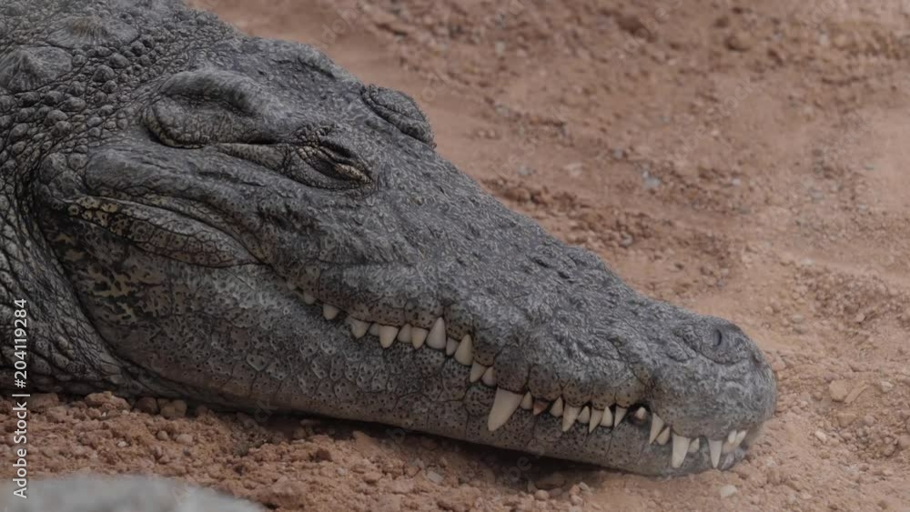 Close-up of sleeping nile crocodile face Close-up of sleeping nile crocodile face