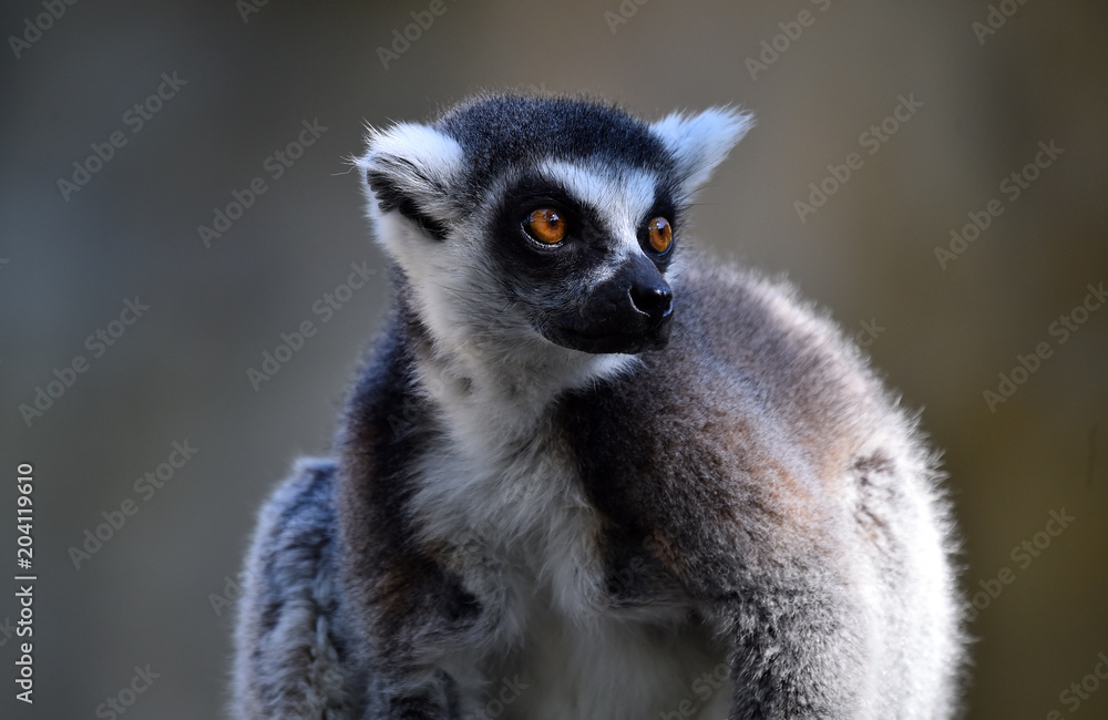 lemur lemur