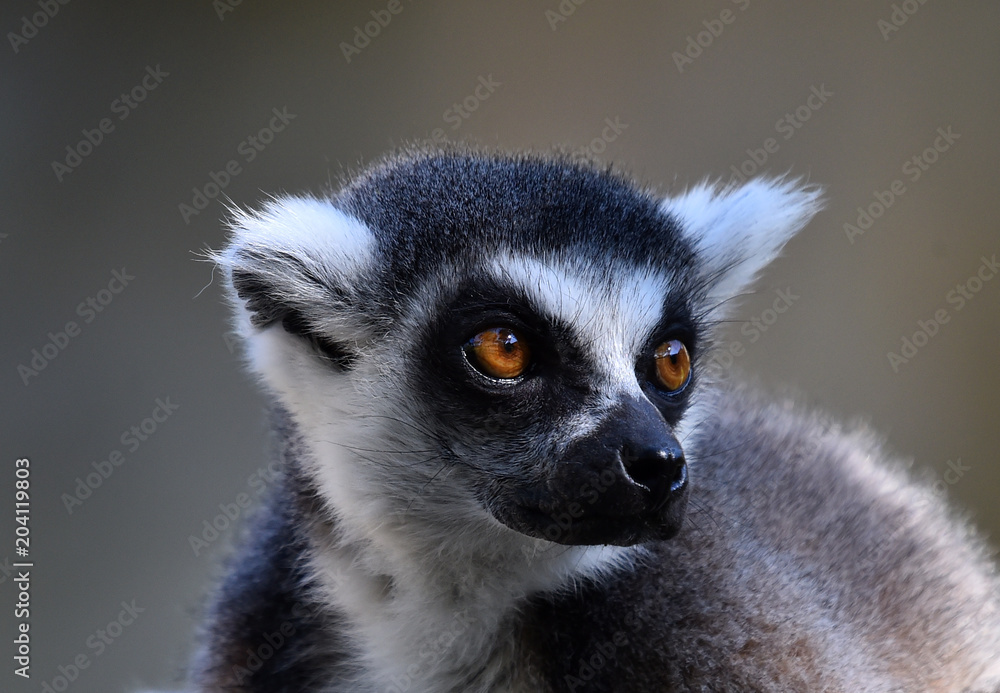lemur lemur