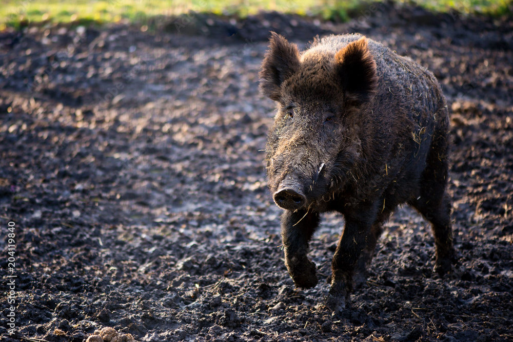 Wild boar male in the forest (sus scrofa) Wild boar male in the forest (sus scrofa)