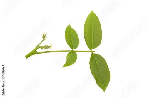 walnut blossoms, small green on white background