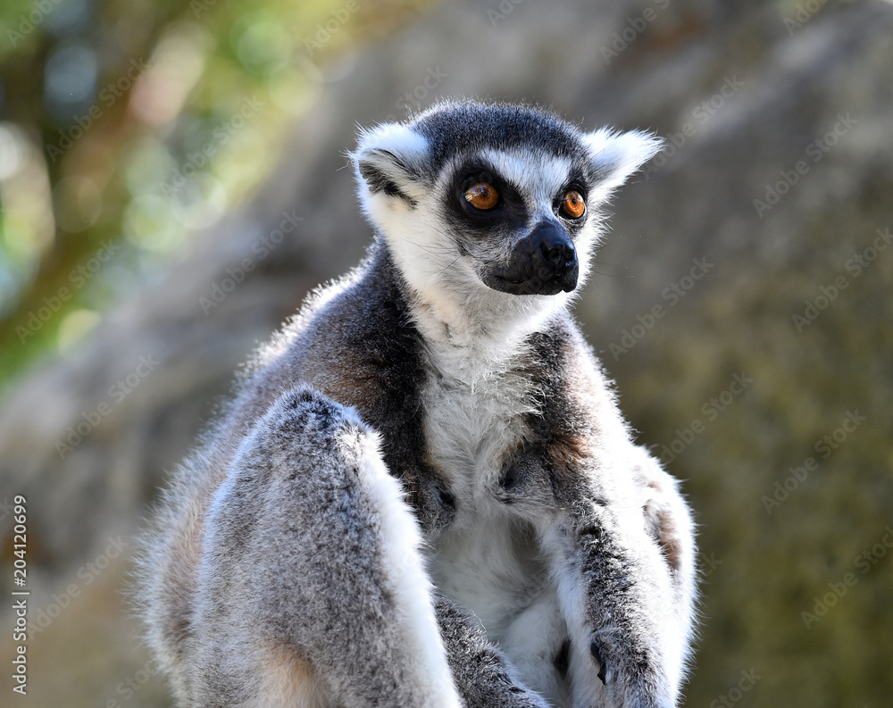 Obraz premium lemur en madagascar