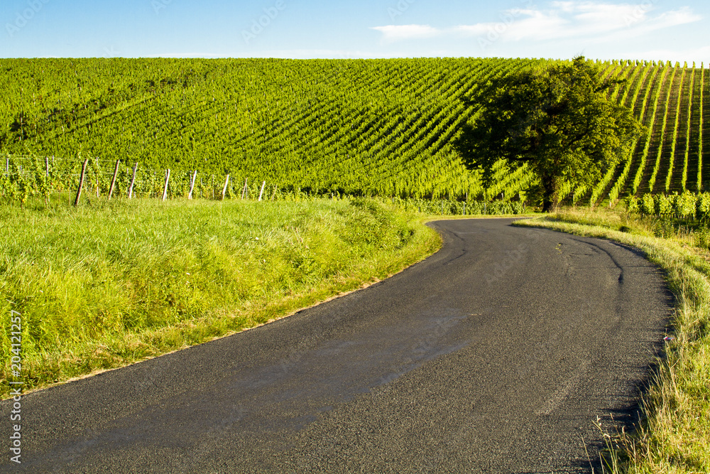 Fotografie La vigne et le vin