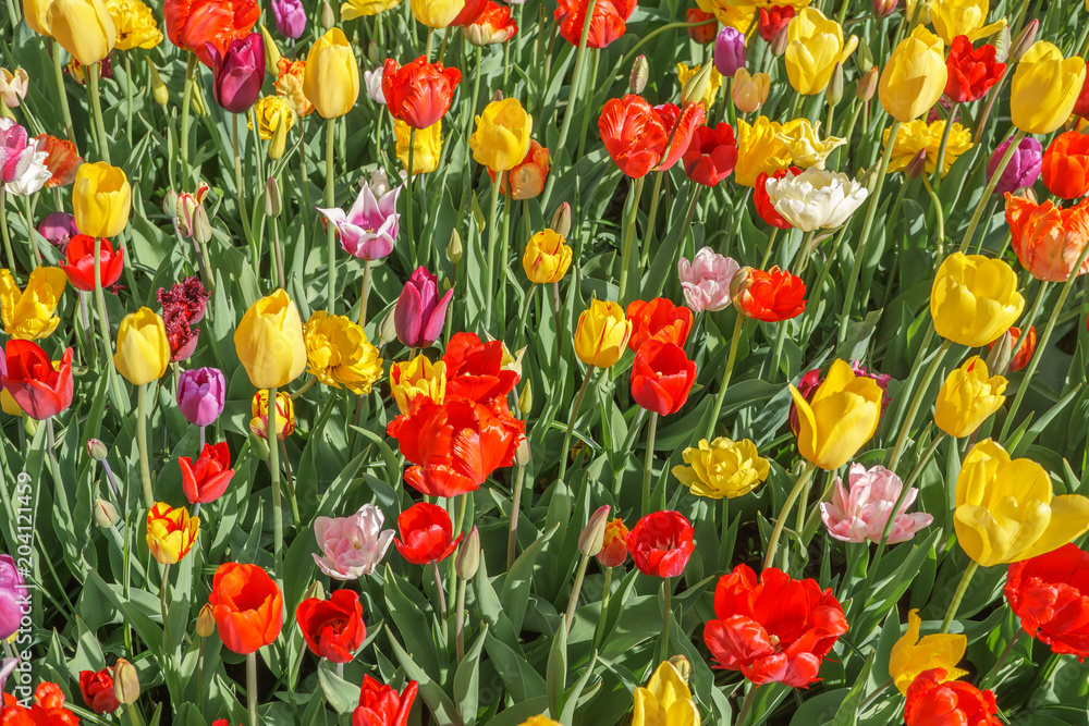 Fototapeta premium Different colors and varieties of tulips in the garden