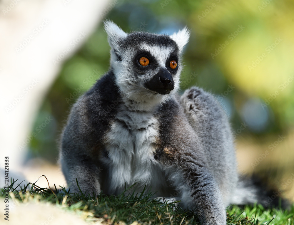 Obraz premium lemur