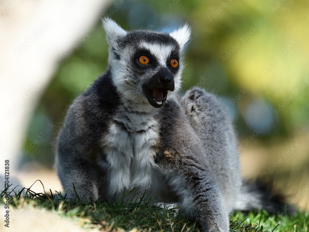 Fototapeta premium lemur en madagascar