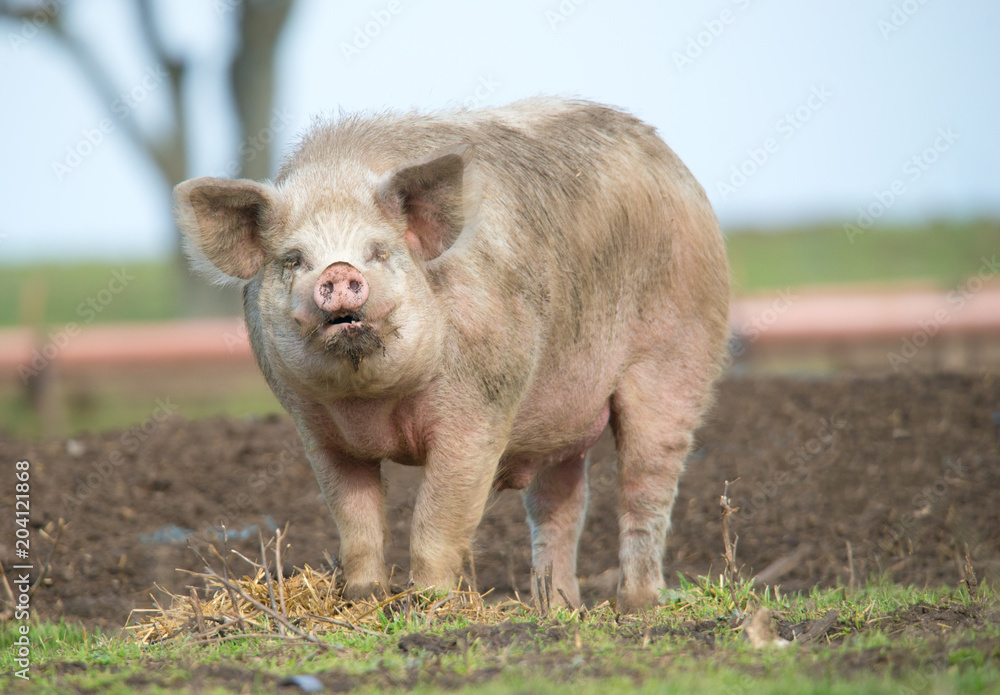 Big pig looking at camera Big pig looking at camera