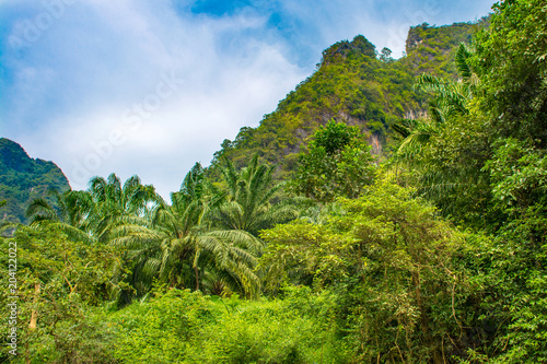 Tropical landscape of a jungle in Thailand