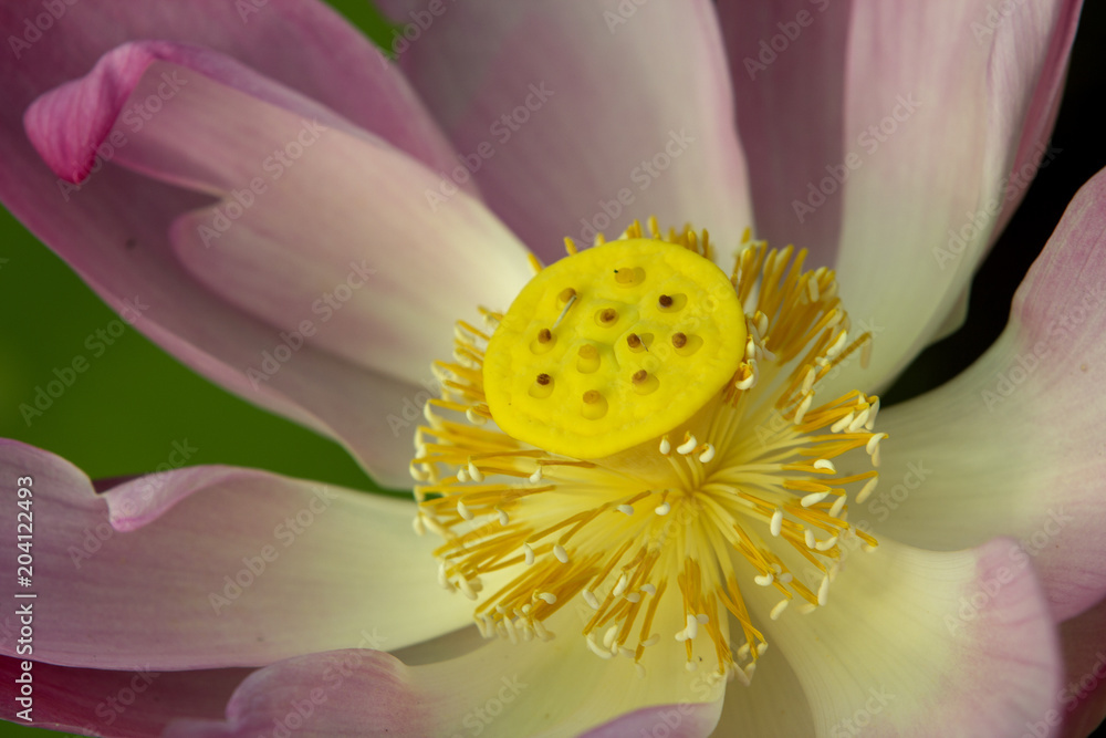 A view over a pond filled with pink lotus flowers