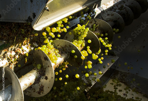 La vigne et le vin